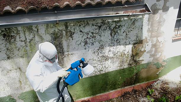 Top rated local Basement Mold Remediation specialists in Paradise, PA